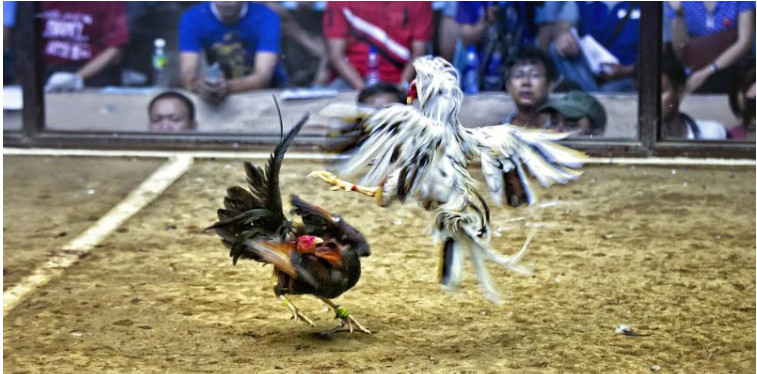 Chào mừng đến với Đá gà trực tiếp C3 Hi88 1 Screenshot 14 6