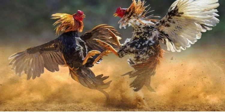 Đá Gà Trực Tuyến Là Gì? Top 3 Địa Chỉ Đá Gà Online Đẳng Cấp 1 Screenshot 7 5