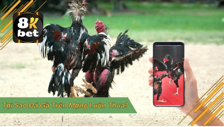 Tại sao đá gà trên mạng luôn thua? 1 Screenshot 17 1