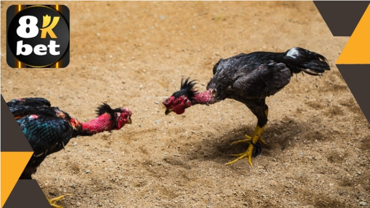 Tại sao đá gà trên mạng luôn thua? 2 Screenshot 18 1