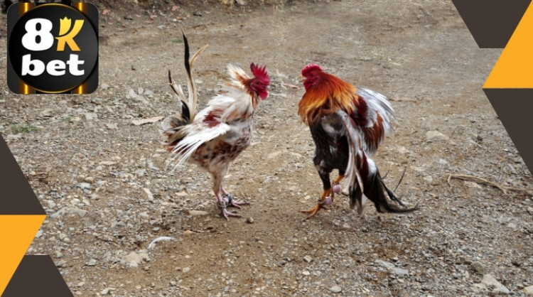 Tại sao đá gà trên mạng luôn thua? 3 Screenshot 19 2