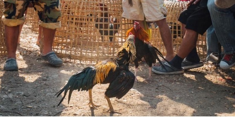 Giống gà chiến chất lượng Giống gà chiến chất lượng