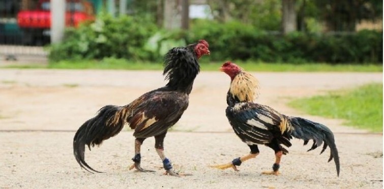 Kinh nghiệm soi kèo đá gà cựa sắt Kinh nghiệm soi kèo đá gà cựa sắt